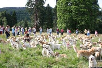 222 Golden Retrievers Gather at Scottish Convention 222 Golden Retrievers Gather at Scottish Convention