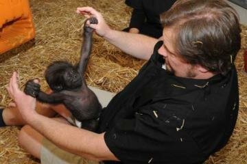 Baby Gorilla Abandoned by Her Parents Finds a New Surrogate Mom Baby Gorilla Abandoned by Her Parents Finds a New Surrogate Mom