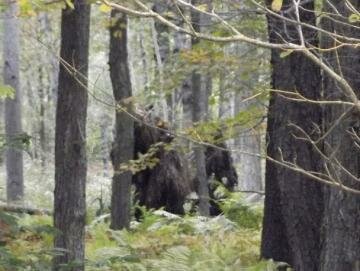 Does This Image Show Two Bigfoots? Woodsman Photographed 'Moving Beast' in Pennsylvania… but There Is No Sign of It Now Does This Image Show Two Bigfoots? Woodsman Photographed 'Moving Beast' in Pennsylvania… but There Is No Sign of It Now