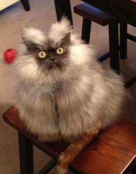 Photos of the World's Furiest Cat, Colonel Meow Photos of the World's Furiest Cat, Colonel Meow