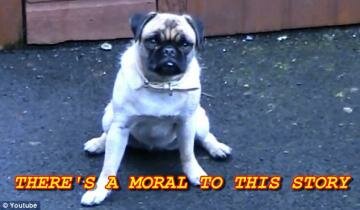 Loca the pug who cannot run: Video of funny dog in Belfast Northern Ireland goes viral on YouTube Loca the pug who cannot run: Video of funny dog in Belfast Northern Ireland goes viral on YouTube