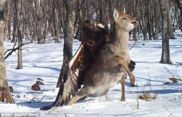 Unbelievable Moment a Golden Eagle Is Pictured Snatching a Deer and Flying Off With It 'in First Ever Case of Its Kind' Unbelievable Moment a Golden Eagle Is Pictured Snatching a Deer and Flying Off With It 'in First Ever Case of Its Kind'