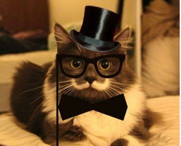 Hamilton the Hipster Cat Becomes Latest Internet Star and Even Lands a T-shirt Deal Hamilton the Hipster Cat Becomes Latest Internet Star and Even Lands a T-shirt Deal