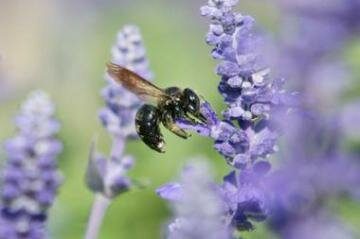 Bee kill-off Bee kill-off