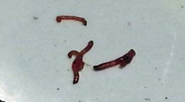 Red Worms Found in Colcord, Oklahoma Water Supply Red Worms Found in Colcord, Oklahoma Water Supply