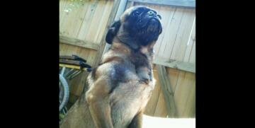 Photos of Superhero Dogs and Cats in Action Photos of Superhero Dogs and Cats in Action