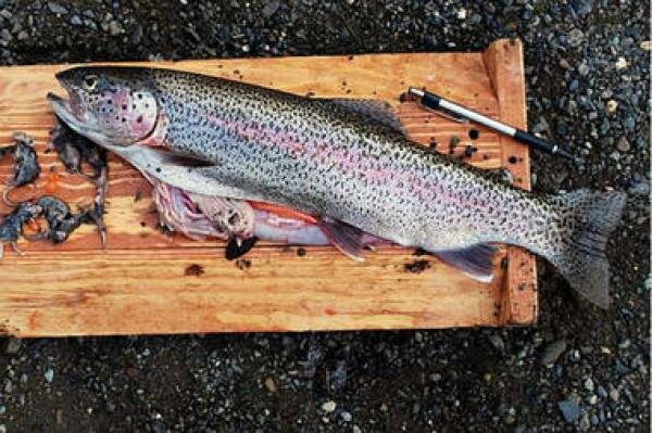 A 19-inch rainbow trout caught in Alaska's Kanektok River, within the Togiak National Wildlife Refuge, was found to contain nearly 20 shrews in August 2009. Note the ball-point pen for scale.